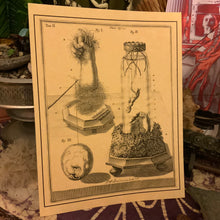 Load image into Gallery viewer, *Frederik Ruysch Collection II - 5 for $20