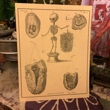 Load image into Gallery viewer, *Frederik Ruysch Collection I - 5 for $20