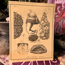 Load image into Gallery viewer, *Frederik Ruysch Collection I - 5 for $20