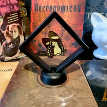 Load image into Gallery viewer, Yellow Swallowtail Butterfly in Floating Mini Frame