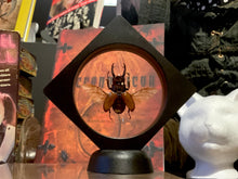 Load image into Gallery viewer, Stag Beetle Flying in Floating Mini Frame