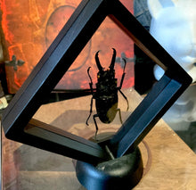 Load image into Gallery viewer, Stag Beetle in Floating Mini Frame