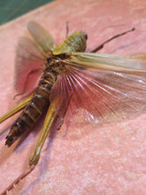 Load image into Gallery viewer, Giant Grasshopper - Chondracris rosea