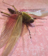 Load image into Gallery viewer, Giant Grasshopper - Chondracris rosea