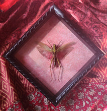 Load image into Gallery viewer, Giant Grasshopper - Chondracris rosea