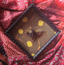 Load image into Gallery viewer, Northern Spotted Grasshopper