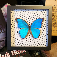 Load image into Gallery viewer, Morpho Butterfly