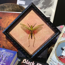 Load image into Gallery viewer, Giant Grasshopper - Chondracris rosea