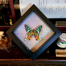 Load image into Gallery viewer, Sunset Moth - Glitters