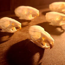 Load image into Gallery viewer, Rat Skull