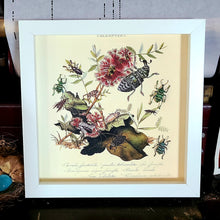 Load image into Gallery viewer, Metallic Weevil Naturalist Art - White Frame