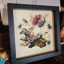 Load image into Gallery viewer, Metallic Weevil Naturalist Art