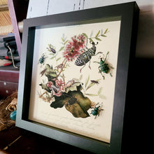 Load image into Gallery viewer, Metallic Weevil Naturalist Art