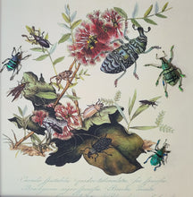 Load image into Gallery viewer, Metallic Weevil Naturalist Art - White Frame