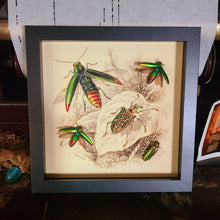 Load image into Gallery viewer, Metallic Rainbow Jewel Beetle - Black Frame