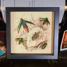 Load image into Gallery viewer, Metallic Rainbow Jewel Beetle - Black Frame