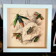 Load image into Gallery viewer, Metallic Rainbow Jewel Beetle - White Frame