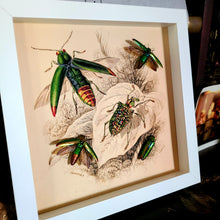 Load image into Gallery viewer, Metallic Rainbow Jewel Beetle - White Frame
