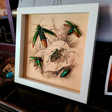 Load image into Gallery viewer, Metallic Rainbow Jewel Beetle - White Frame