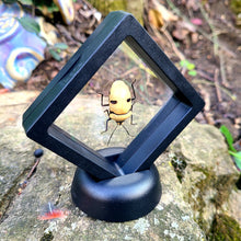 Load image into Gallery viewer, Smiling Beetle- Yellow smiling Man Face Beetle