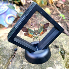 Load image into Gallery viewer, Penthicodes farinosa peleng, Real Lanternfly