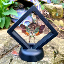 Load image into Gallery viewer, Penthicodes farinosa peleng, Real Lanternfly