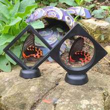 Load image into Gallery viewer, Papilio rumanzovia semperinus - Scarlet mormone