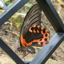 Load image into Gallery viewer, Papilio rumanzovia semperinus - Scarlet mormone
