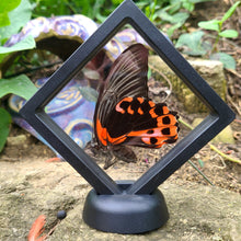 Load image into Gallery viewer, Papilio rumanzovia semperinus - Scarlet mormone