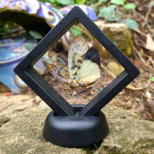 Load image into Gallery viewer, Pyrops astarte - Lantern-Fly