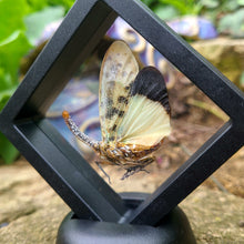 Load image into Gallery viewer, Pyrops astarte - Lantern-Fly