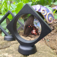 Load image into Gallery viewer, Papilio anchisiades Butterfly - Ruby Spotted Swallowtail