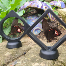 Load image into Gallery viewer, Papilio anchisiades Butterfly - Ruby Spotted Swallowtail