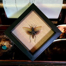 Load image into Gallery viewer, Northern Spotted Grasshopper 6x6