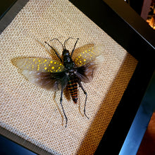 Load image into Gallery viewer, Northern Spotted Grasshopper 6x6