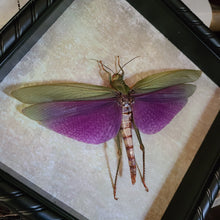 Load image into Gallery viewer, Giant Grasshopper - Titanacris albipes