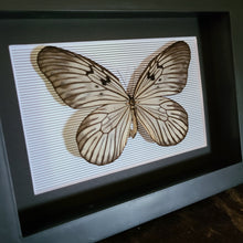 Load image into Gallery viewer, Idea Leuconoe Obsura