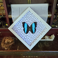 Load image into Gallery viewer, Morpho Patroclus Butterfly with Polka Dots