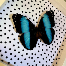 Load image into Gallery viewer, Morpho Patroclus Butterfly with Polka Dots