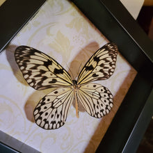 Load image into Gallery viewer, Idea leuconoe obscura Black and White