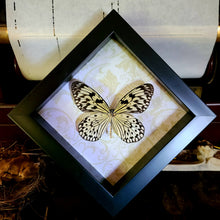 Load image into Gallery viewer, Idea leuconoe obscura Black and White