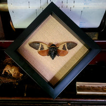 Load image into Gallery viewer, Giant Cicada - Angamiana floridula