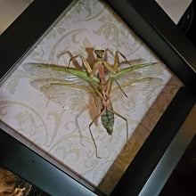 Load image into Gallery viewer, Praying Mantis