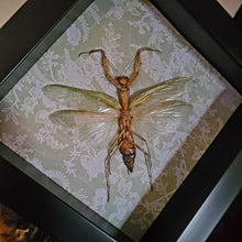 Load image into Gallery viewer, Praying Mantis