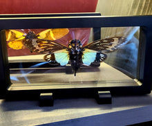 Load image into Gallery viewer, Blue Cicada - Tosena splendida