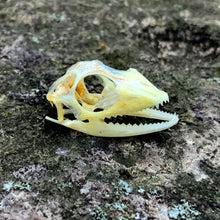 Load image into Gallery viewer, MANED FOREST LIZARD SKULL