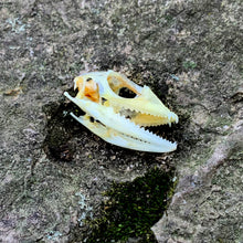 Load image into Gallery viewer, MANED FOREST LIZARD SKULL