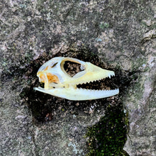 Load image into Gallery viewer, MANED FOREST LIZARD SKULL