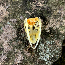 Load image into Gallery viewer, MANED FOREST LIZARD SKULL
