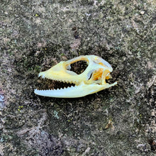 Load image into Gallery viewer, MANED FOREST LIZARD SKULL